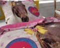 Lenjerie de pat pentru o persoana, Love Horse Pink, Dreamhouse, 2 piese, 100% bumbac, multicolora